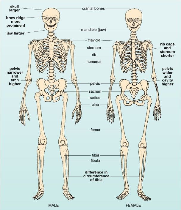 the human skeleton and its major bones are labeled in this diagram, with labels on each side