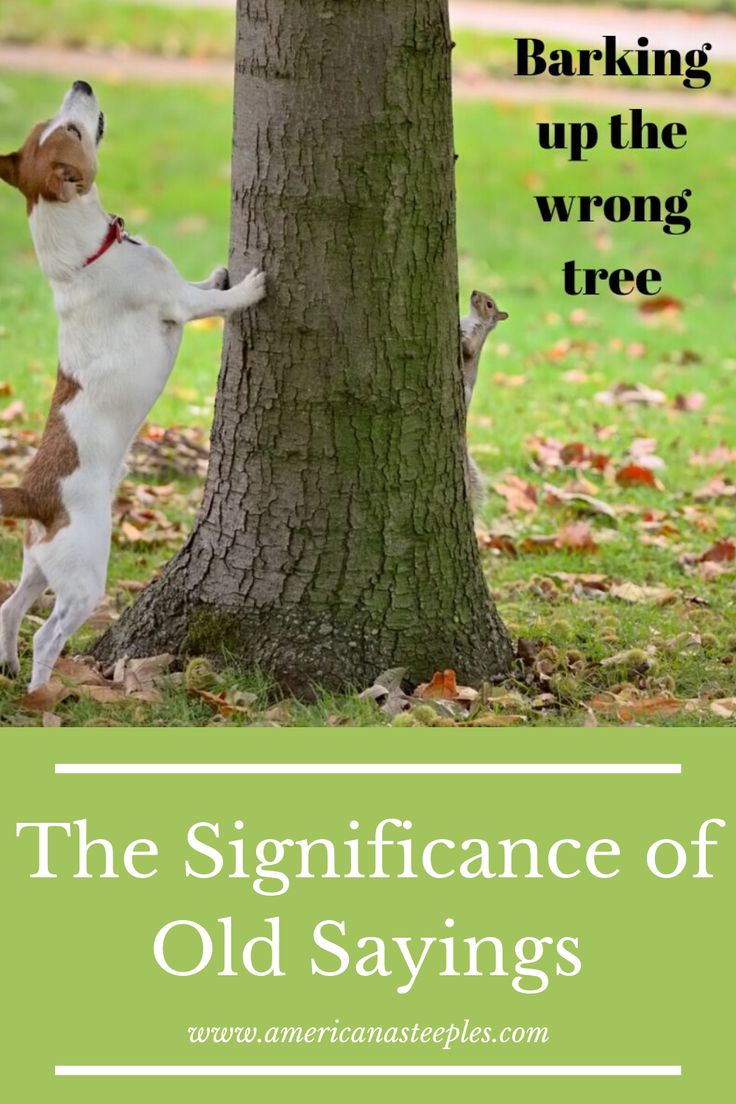 a dog standing on its hind legs next to a tree with the caption, barking up the wrong tree