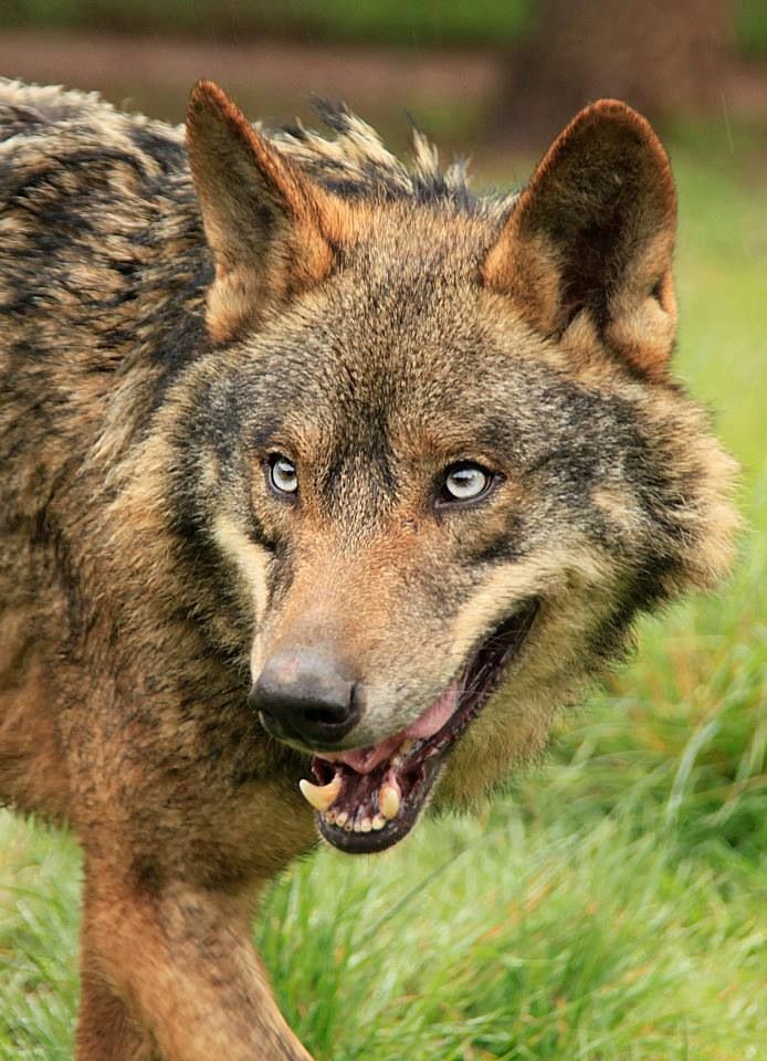 a wolf is walking through the grass with its mouth open