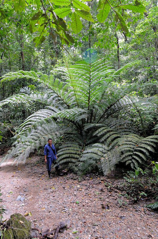 a man walking down a dirt path in the middle of a forest filled with green plants