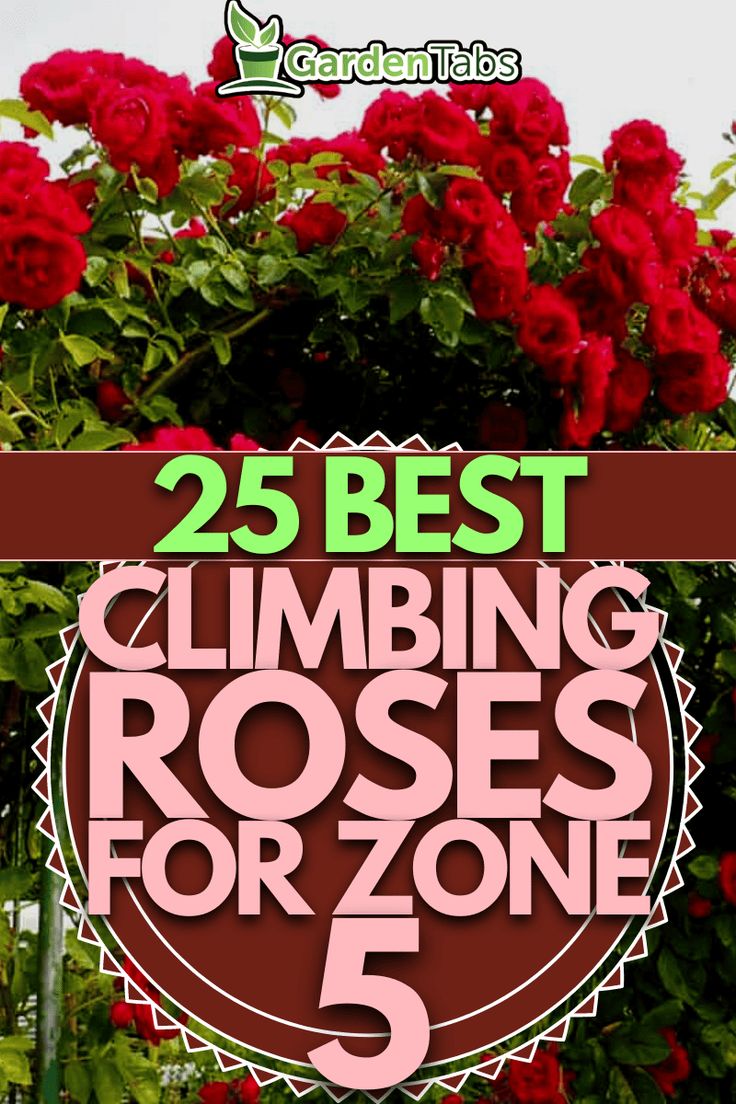 roses with the words 25 best climbing roses for zone 5 in front of red flowers