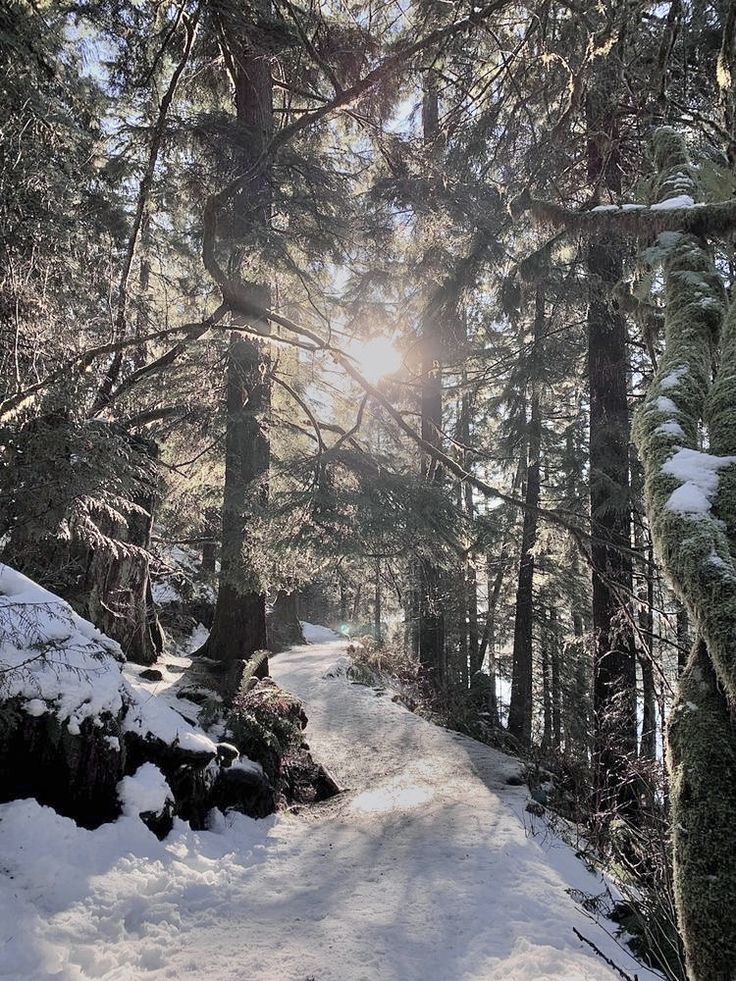 the sun is shining through the trees in the snow