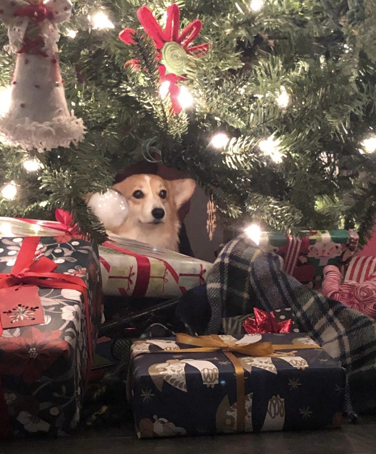 a small dog sitting under a christmas tree with presents in front of it and lights on