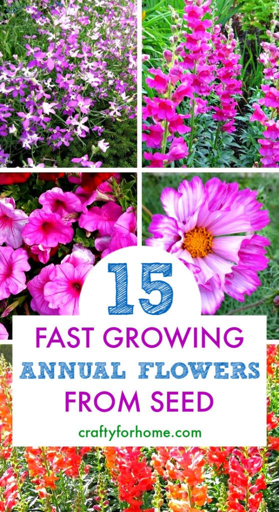 colorful flowers with the words 15 fast growing annual flowers from seed