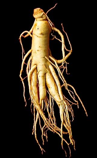 an image of a root with roots on it