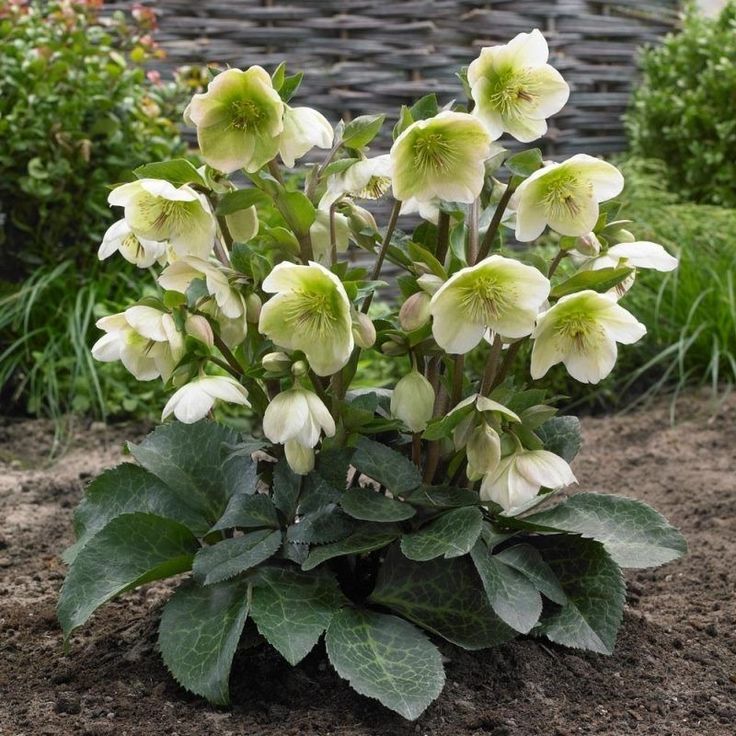 white flowers are blooming in the dirt near some bushes and shrubs, with a basket behind them