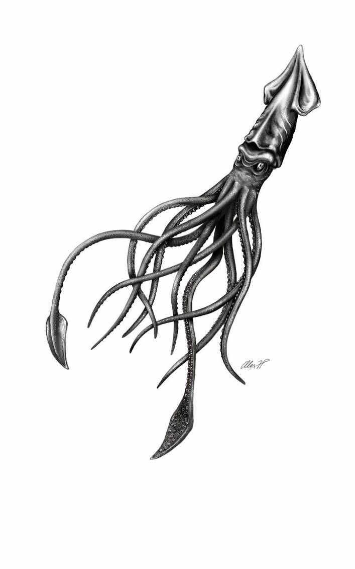 a drawing of an octopus in black and white, with its long tentacles stretched out to the side