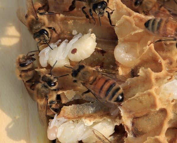 some very pretty bees in their hives