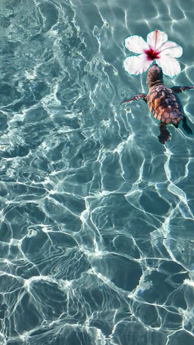 a bird floating in the water with a flower on its back