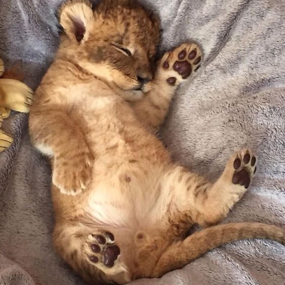 a cat is sleeping on a blanket with its paws up and it's eyes closed