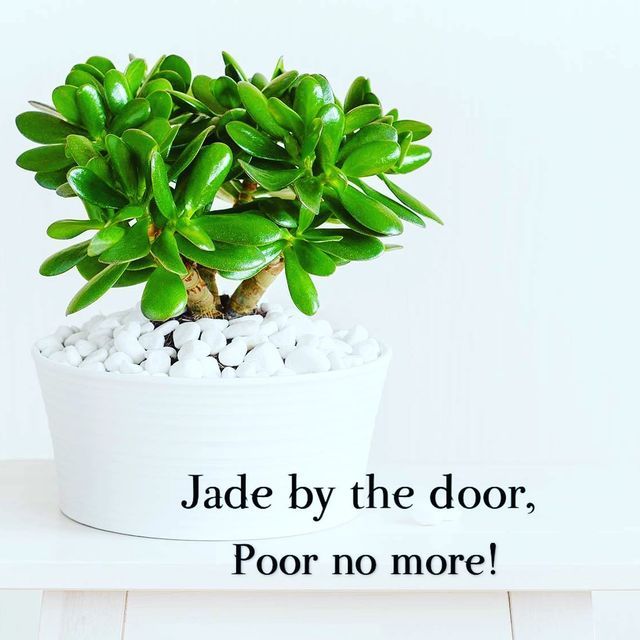 there is a potted plant with white rocks on the bottom and black text that reads jade by the door, poor no more