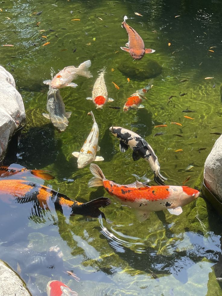 several koi fish are swimming in the pond