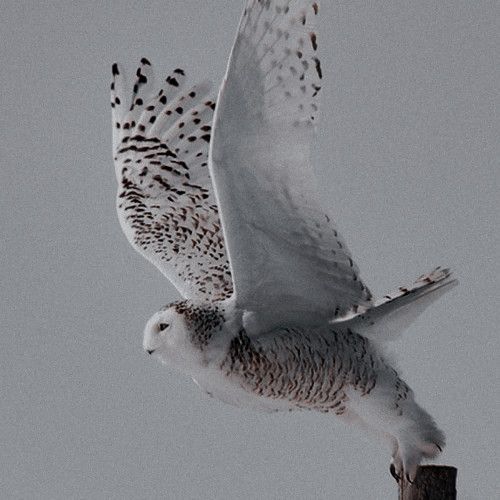 an owl is flying in the sky with its wings spread