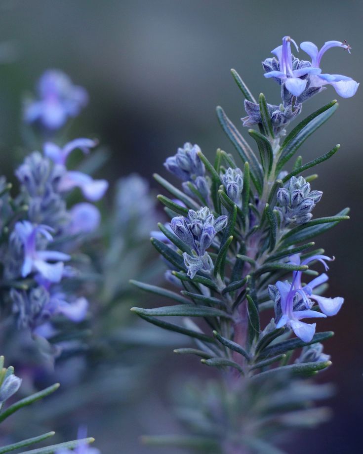 some blue flowers that are growing in the grass