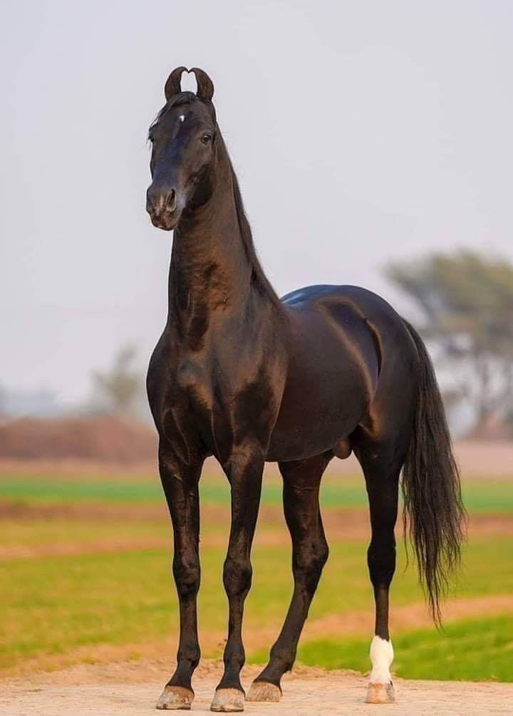 a brown horse standing on top of a lush green field next to a dirt road