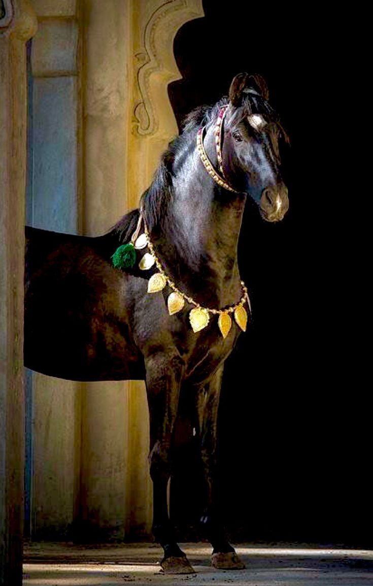 a black horse standing in front of a doorway