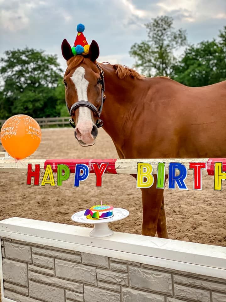 a brown horse wearing a birthday hat standing next to a brick wall with a happy birthday sign on it