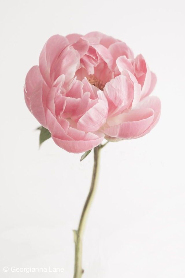 a single pink flower in a white vase