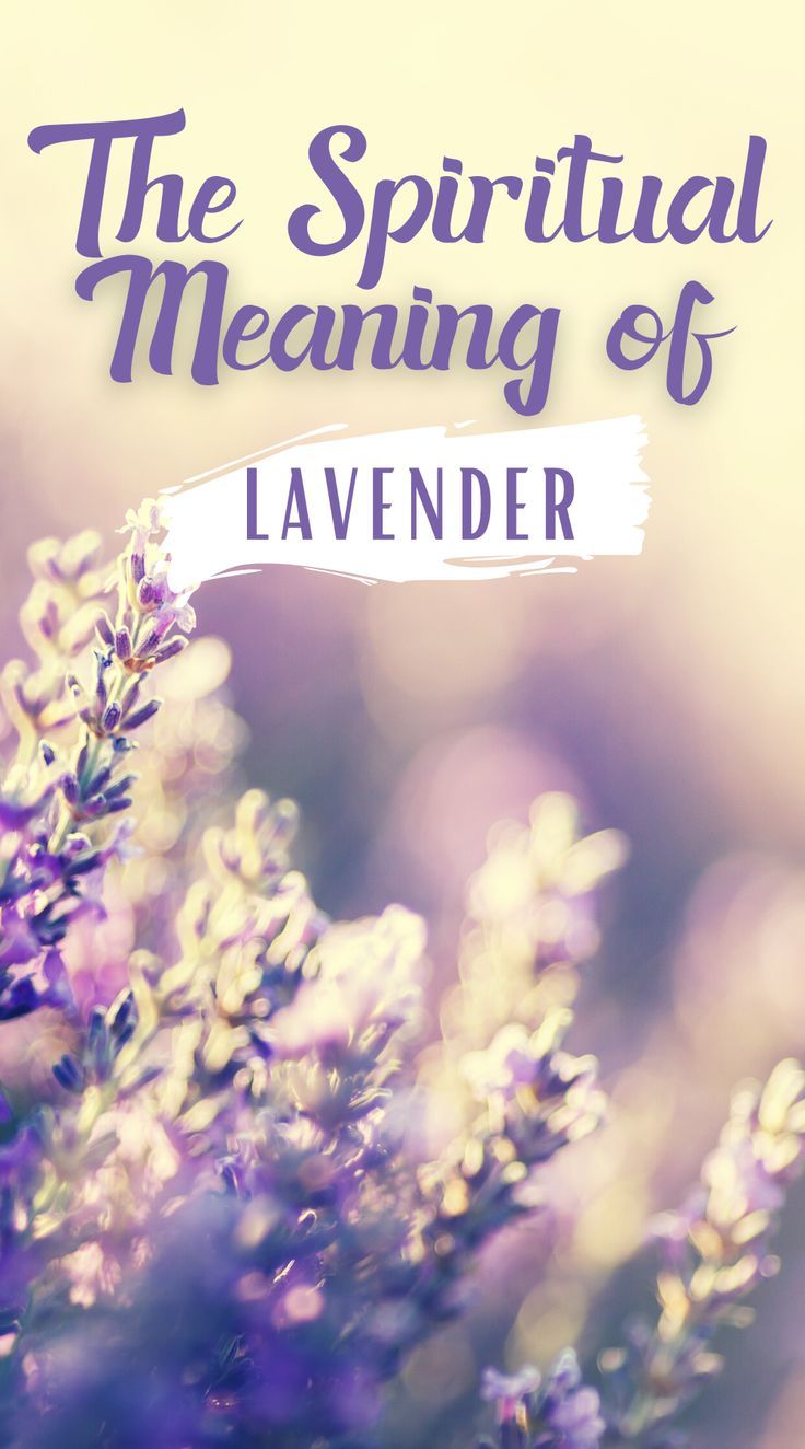 Lavender Plant Meaning, Lavender Color Meaning, Meaning Of Lavender Flower, Colors With Lavender, Lavender Tattoo Meaning, Lavender Spiritual Meaning, Lavender Meaning Flower, Lavender Sayings Quotes, Meaning Of Lavender