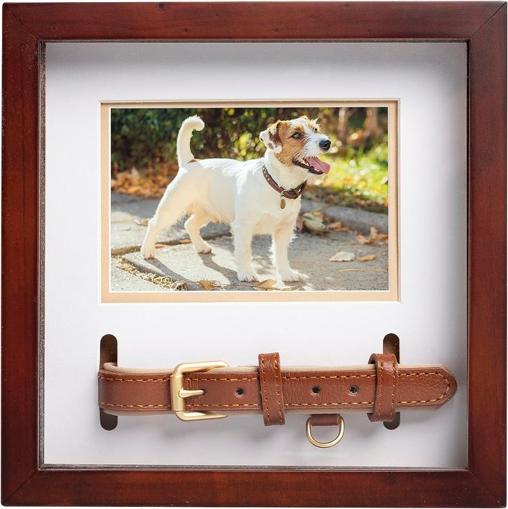 a white dog with brown collar standing in front of a wooden frame