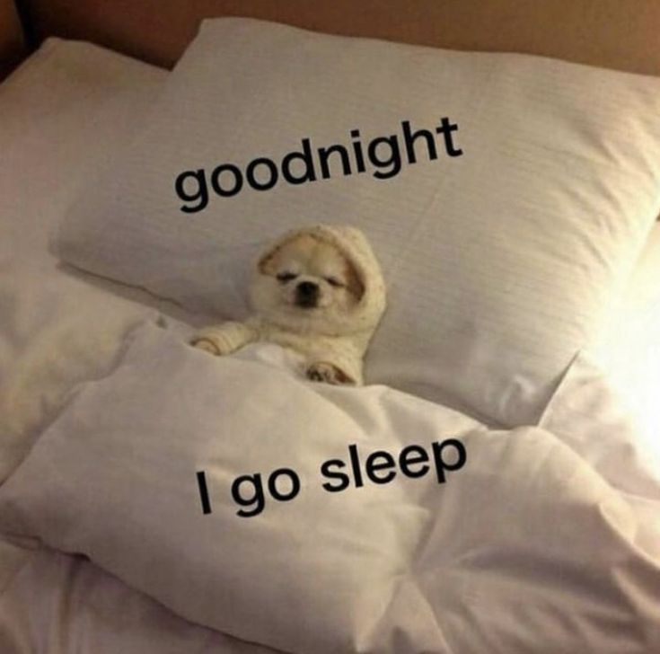 a dog is laying in bed with the words goodnight i go sleep