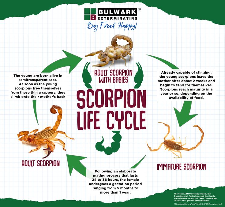 scorpion life cycle diagram with information on how to get rid from scorpions and what to do about them