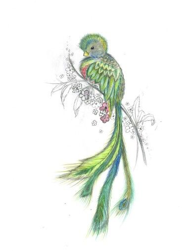 a drawing of a peacock sitting on top of a branch with flowers in its beak