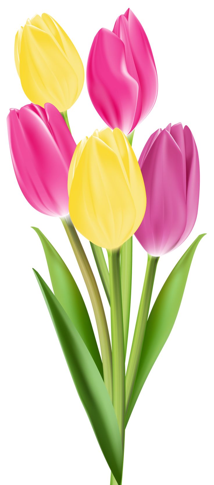 three pink and yellow tulips with green stems