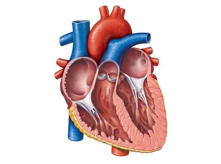 an image of the human heart