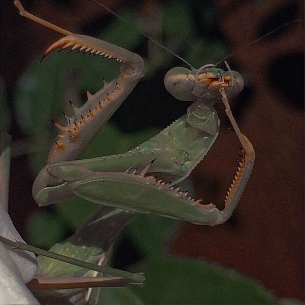 a close up of a praying mantissa