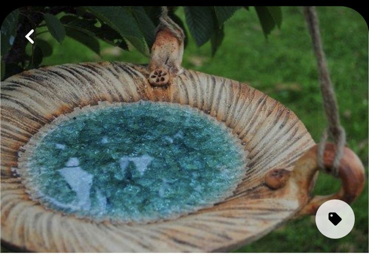 a bird bath hanging from a tree branch