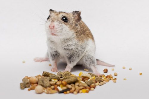 a small rodent sitting on top of a pile of food