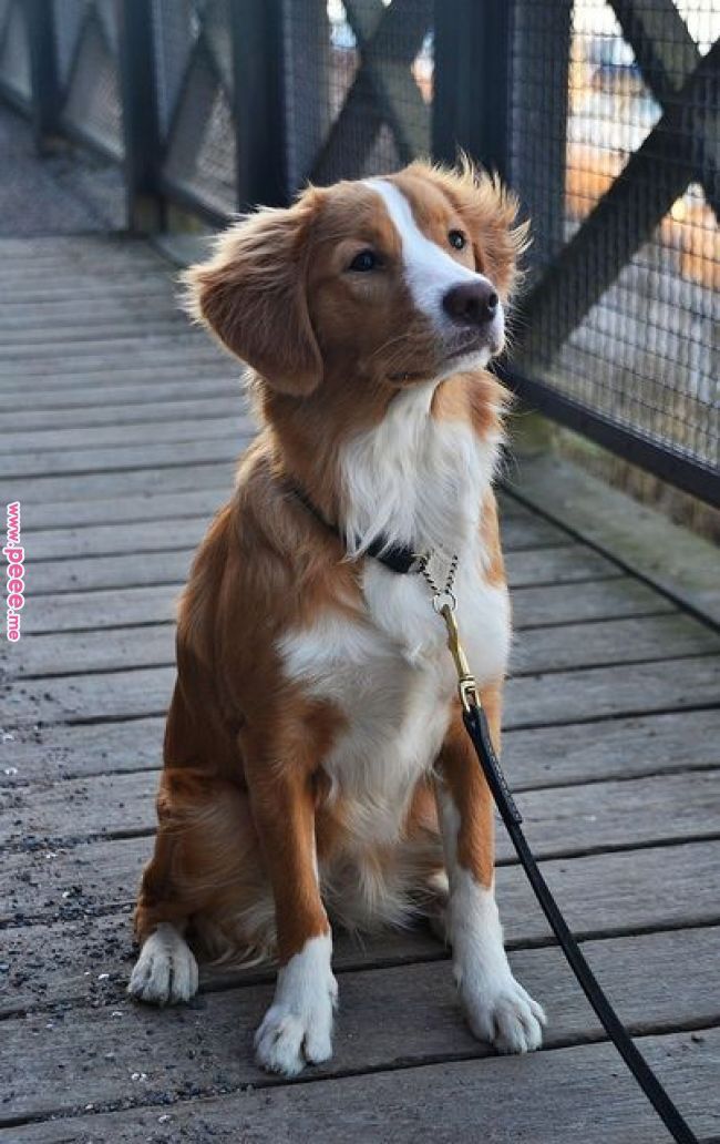 a brown and white dog sitting on top of a sidewalk