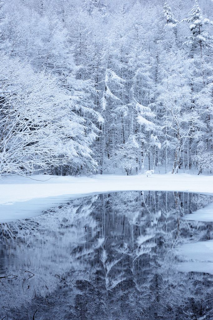 a pond surrounded by trees covered in snow