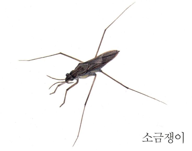 an insect with long legs standing on top of it's back legs in the air