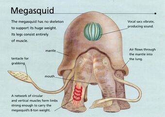 the structure of an elephant's head with labels on its body and parts labeled