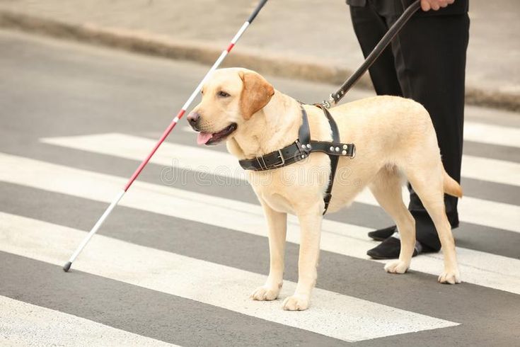 a yellow labrador retriever is walking across the street with his leash