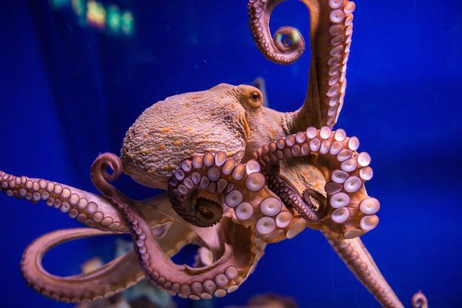 an octopus is swimming in the water with its tentacles curled up and it's eyes open