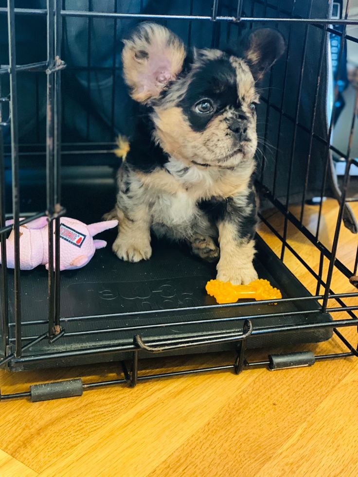 a small black and white dog sitting in a cage next to a stuffed animal toy