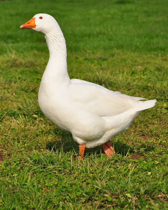 a white duck standing on top of a lush green field