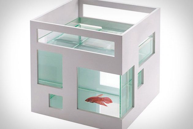 an aquarium with two goldfish in it