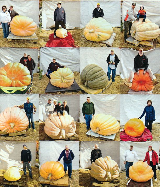 people standing around giant pumpkins on display