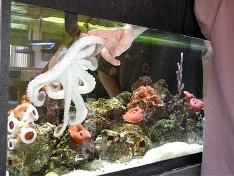 an aquarium filled with lots of different types of sea animals and corals in it