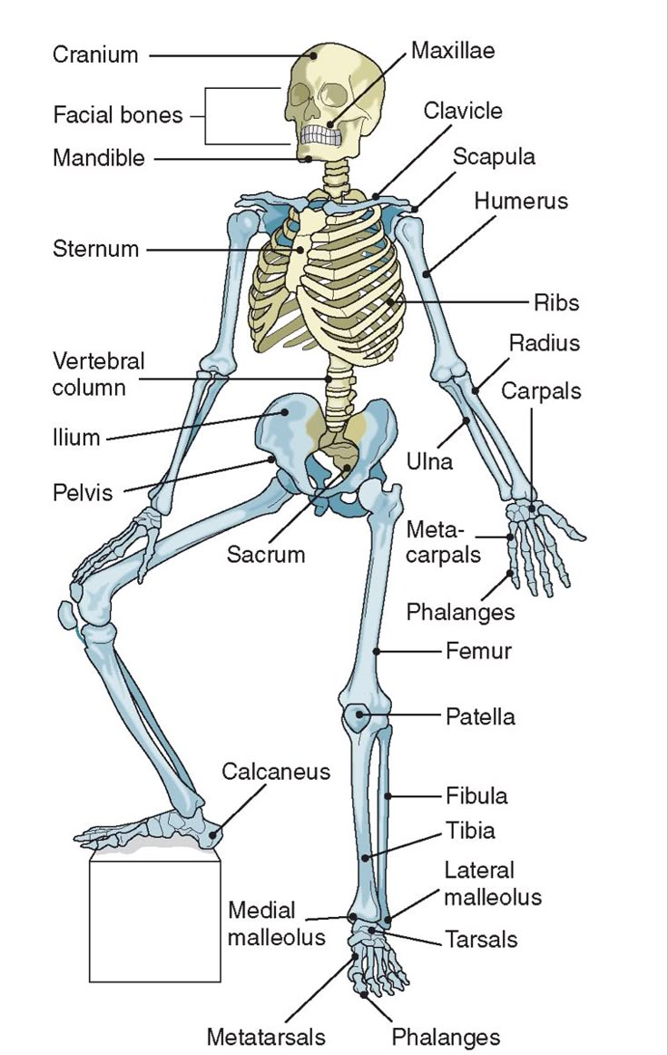 the skeletal skeleton is shown with all its bones labeled in this diagram, you can see