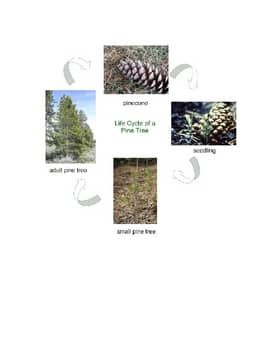 an image of different types of pine cones