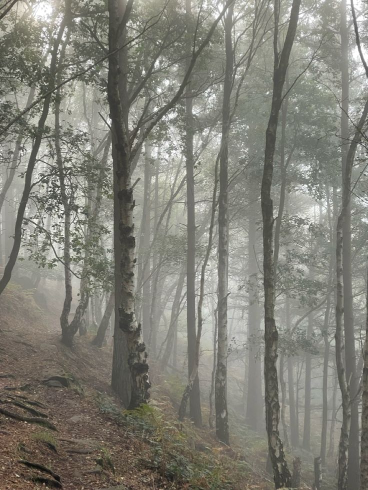 foggy forest with trees and rocks on the ground