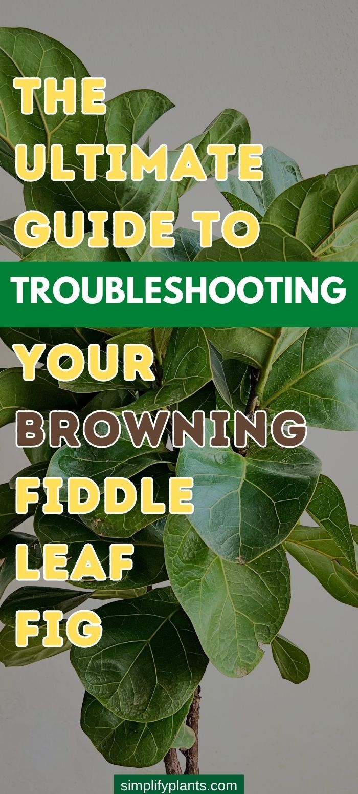 Fiddle Leaf Turning Brown
Is Your Fiddle Leaf Fig Browning?
Troubleshooting a Browning Fiddle Leaf Fig
Why Is My Fiddle Leaf Fig Turning Brown
Brown Leaves on Fiddle Leaf Fig
Fiddle Leaf Fig Browning Tips
Fiddle Leaf Fig Leaf Browning Causes
How to Save a Browning Fiddle Leaf Fig
Fiddle Leaf Fig Care for Brown Leaves
Dealing with Brown Leaves
Rescue Your Browning Fiddle Leaf Fig
Brown Spots on Fiddle Leaf Fig Leaves
Reviving a Browning Fiddle Leaf Fig
how to keep a fiddle leaf fig alive Fiddle Fern, Fiddle Tree, Banana Water, Fiddle Leaf Tree, Grow Herbs, Fig Plant, Fiddle Fig, Fig Leaf, Fiddle Leaf Fig Tree