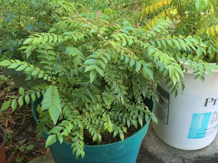 two potted plants sitting next to each other on a cement slab in the garden