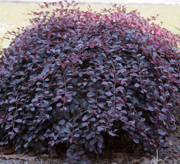 a bush with purple leaves growing in the ground