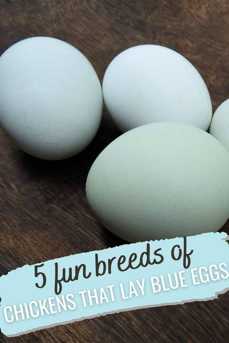 blue eggs Blue Americana Chicken, Iowa Blue Chickens, Lavender Americana Chicken, Rhode Island Blue Chicken, Production Blue Chicken, Saphire Gems Chicken Eggs, Chickens That Lay Blue Eggs, Blue Australorp Chickens, What Chickens Lay What Color Eggs